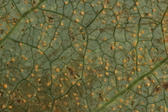 Uredo androsaemi