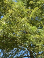 Taxodium distichum