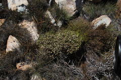 Lachnaea