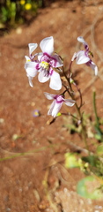 Cyanella orchidiformis