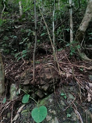 Dioscorea mexicana