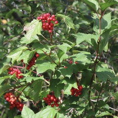 Viburnum trilobum image