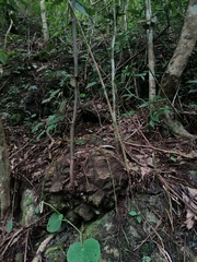 Dioscorea mexicana