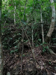 Dioscorea mexicana