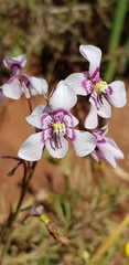 Cyanella orchidiformis