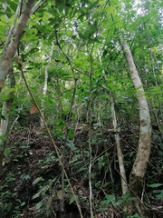 Dioscorea mexicana