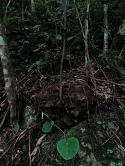 Dioscorea mexicana