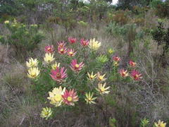 Leucadendron orientale