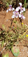 Cyanella orchidiformis