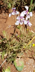 Cyanella orchidiformis
