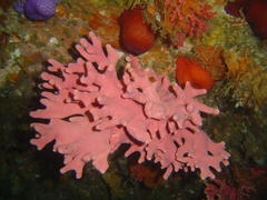 Stylaster nobilis