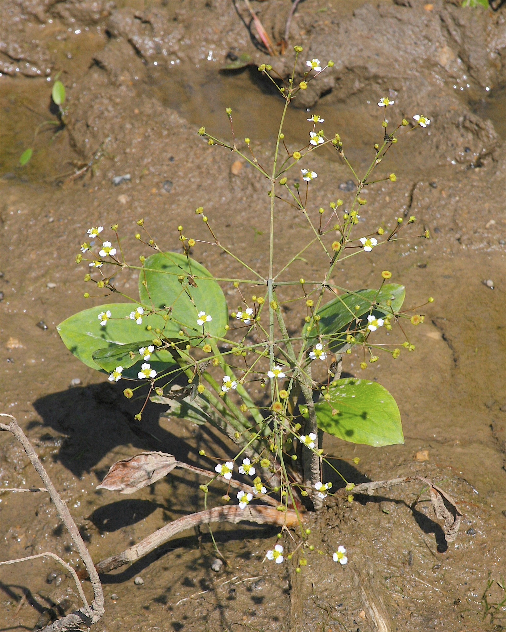 Alisma triviale
