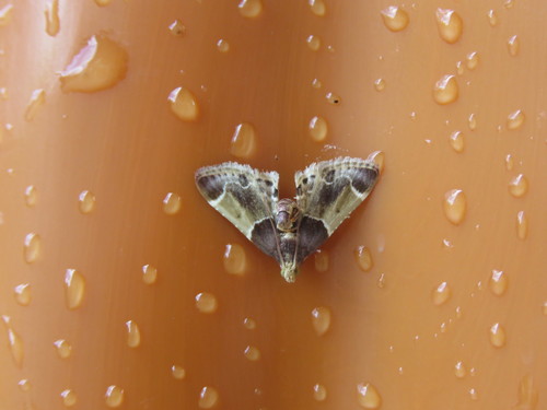 Meal moth photo 6