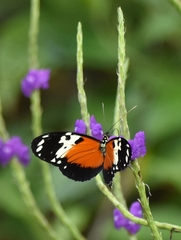 Heliconius hecale melicerta