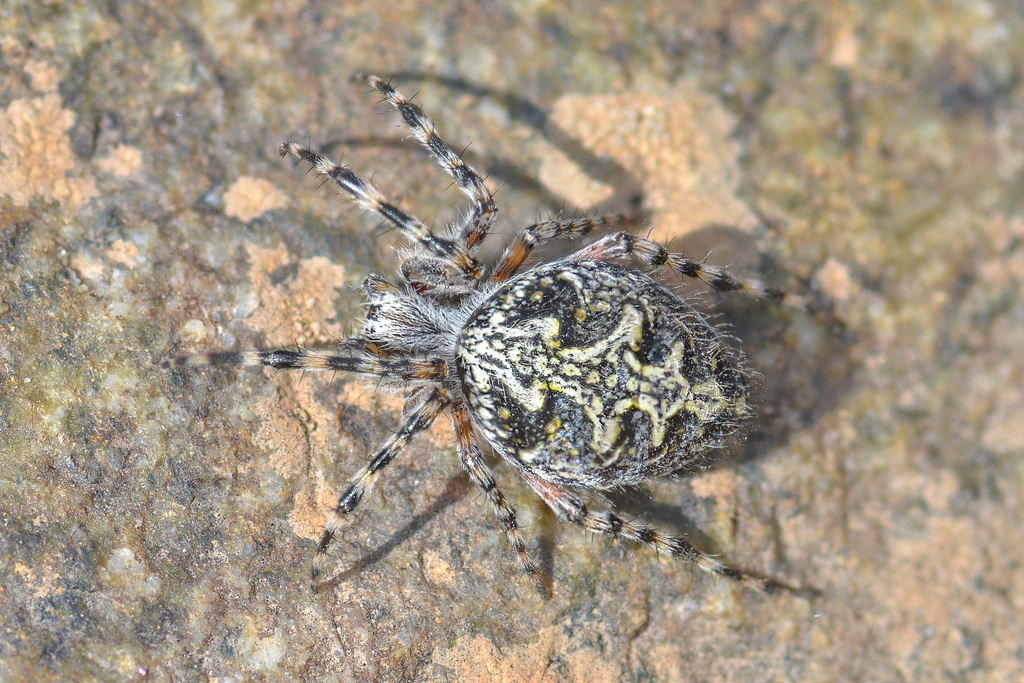 Aculepeira carbonaria