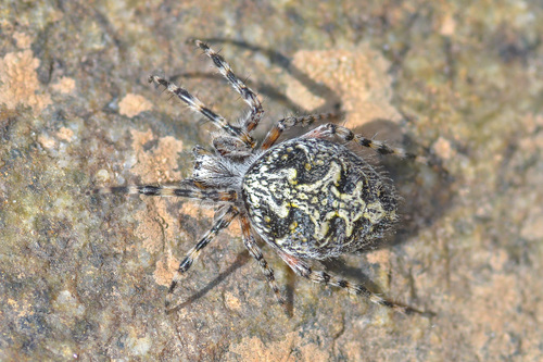 Aculepeira carbonaria