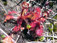 Drosera uniflora