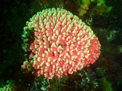 Stylaster nobilis
