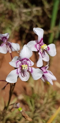 Cyanella orchidiformis