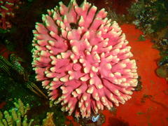 Stylaster nobilis