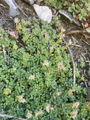 Sedum niveum