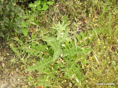 Aristolochia paucinervis
