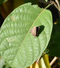Ziegleria hesperitis