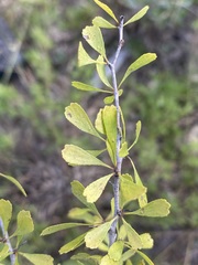 Crataegus spathulata