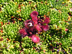 Drosera uniflora