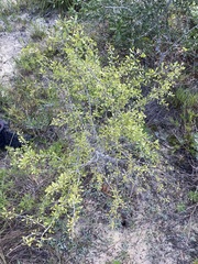 Crataegus spathulata