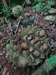 Dioscorea mexicana