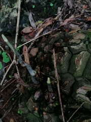 Dioscorea mexicana