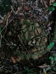 Dioscorea mexicana