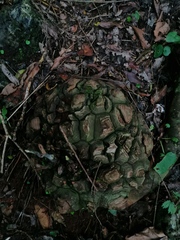Dioscorea mexicana