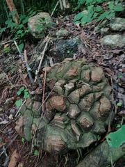 Dioscorea mexicana