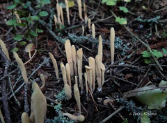 Clavariadelphus sachalinensis