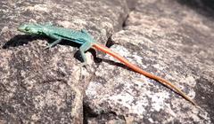 Soutpansberg Flat Lizard photo 4
