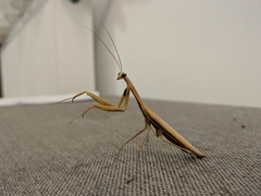 Mantis religiosa