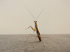 Mantis religiosa