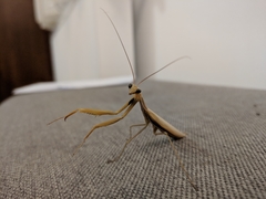 Mantis religiosa