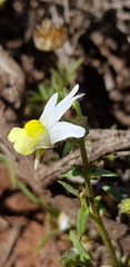 Nemesia anisocarpa