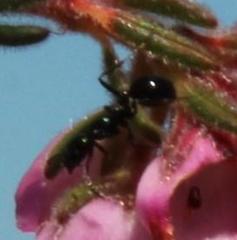 Monomorium excelsior