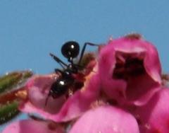 Monomorium excelsior