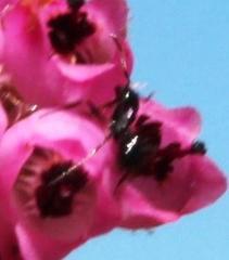 Monomorium excelsior