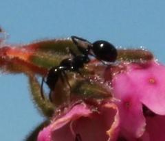 Monomorium excelsior