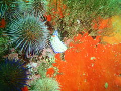 Hypselodoris capensis
