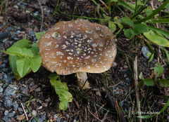 Amanita regalis