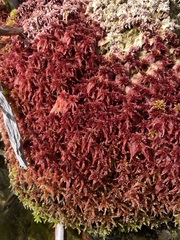Sphagnum bartlettianum