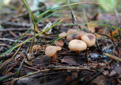 Cudonia confusa