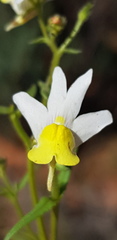 Nemesia anisocarpa